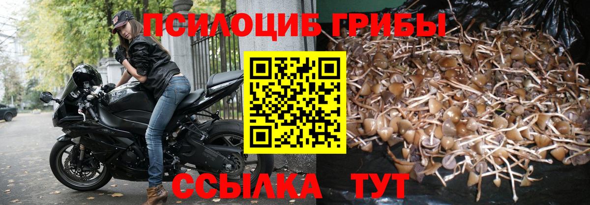 Псилоцибиновые грибы Psilocybe Медногорск